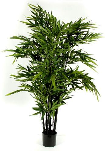 Produktbild Decofinder Bambus mit Schwarzer Stamm (180 cm)