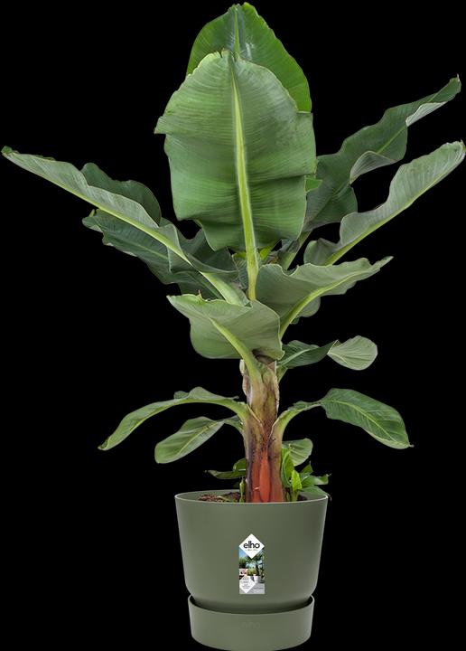 Actual product image Elho Greenville (25 cm)