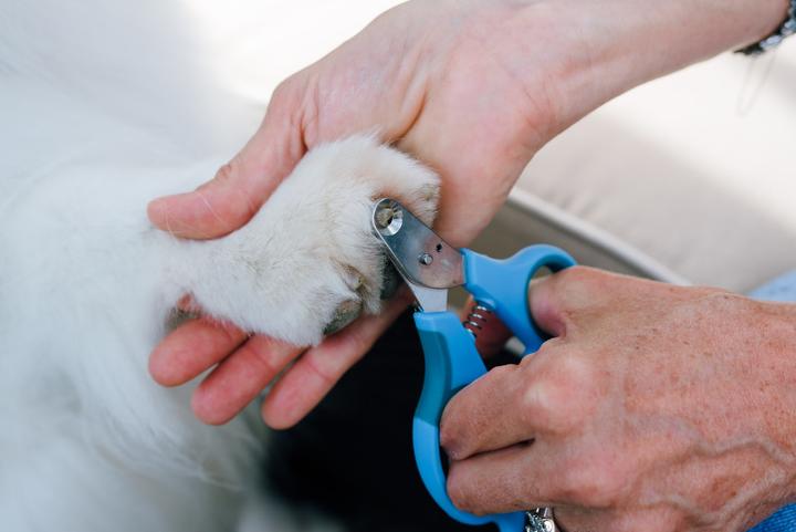 Immagine prodotto Zen Clipper Forbici ad artiglio sicure (Cane, Gatto)