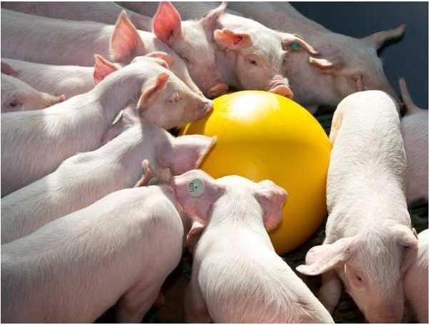 Actual product image Kerbl Piglet ball ANTI-STRESS