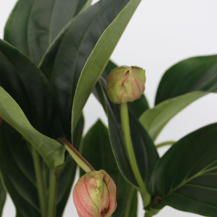 Actual product image Plant in a Box Medinilla magnifica - Rose medinilla (55 cm)