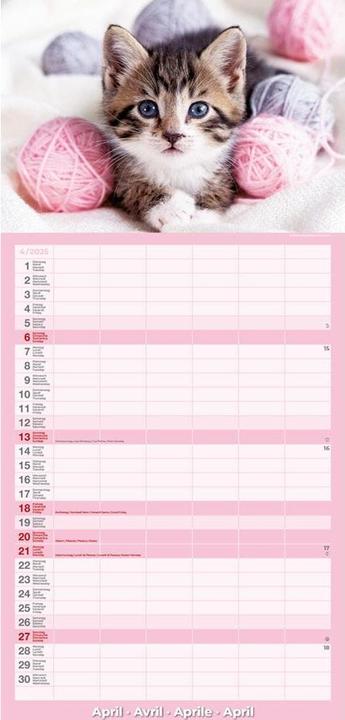 Produktbild Kalender Katzenkinder 24.5 x 51.5 cm (24.5 x 51.5 cm)
