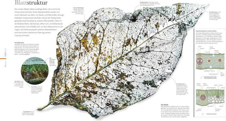 Immagine prodotto Flora – Wunderwelt der Pflanzen (Tedesco, Casa editrice DK, 2019)