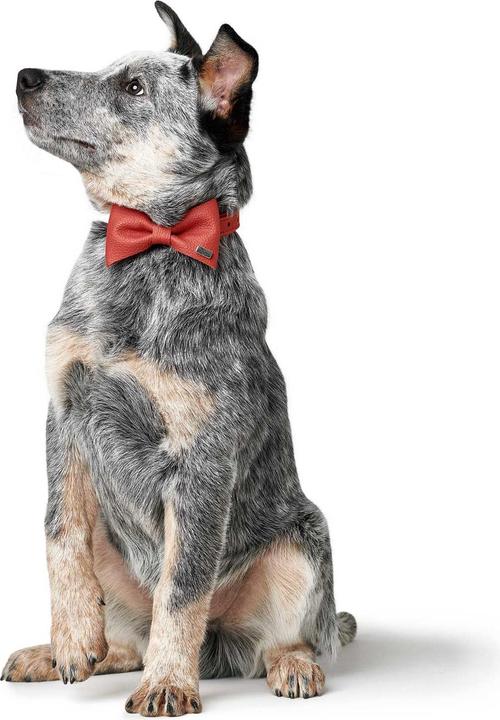Image du produit Hunter Accessoires pour colliers Noeud papillon Paris, rouge (Chien, Général)