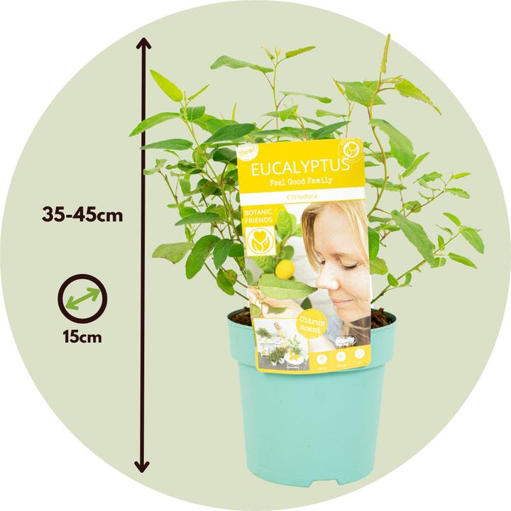 Produktbild Plant in a Box Eucalyptus Citriodora - Eukalyptus (35 cm)