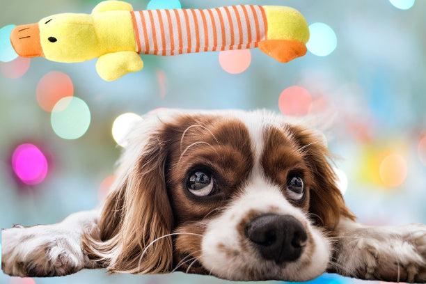 Produktbild Hermex Hundespielzeug "Ente" Kauspielzeug Stofftier Plüschtier Kuscheltier (Plüschspielzeug Hund)