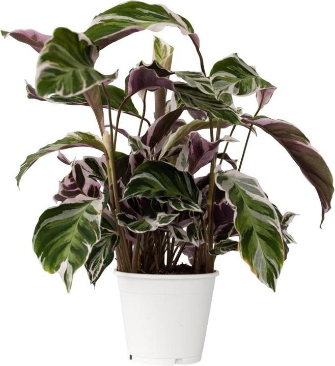 Actual product image Plant in a Box Calathea Lietzei 'White Fusion' - Basket Maranthe (30 cm)