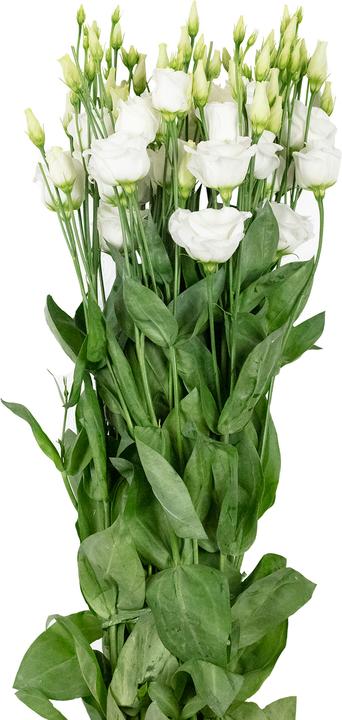Produktbild Flowerbox Lisianthus 'Rosita White'