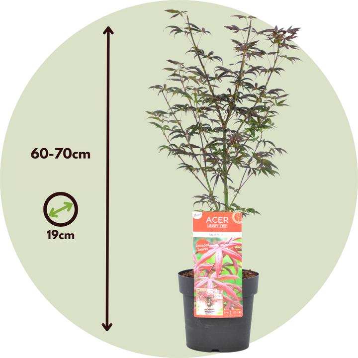 Produktbild Plant in a Box Acer palmatum 'Starfish' - Ahorn Baum (60 cm)