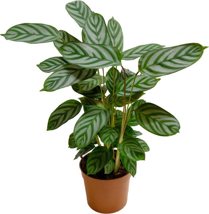 Actual product image VEG and the City Nobres (Basket marante -Calathea compactstar) (40 cm)