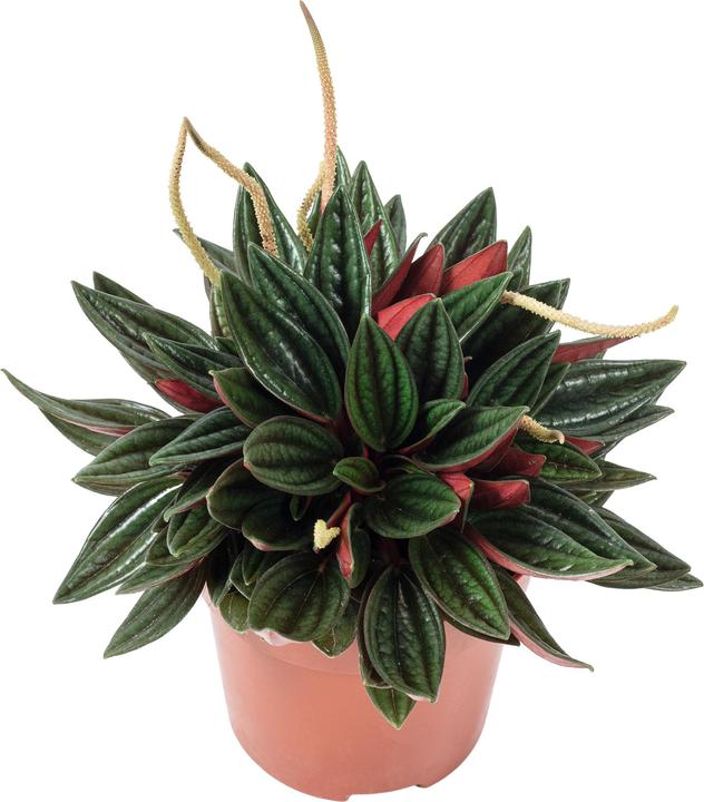 Actual product image Flowerbox Smit Rosso - Peperomia (15 cm)