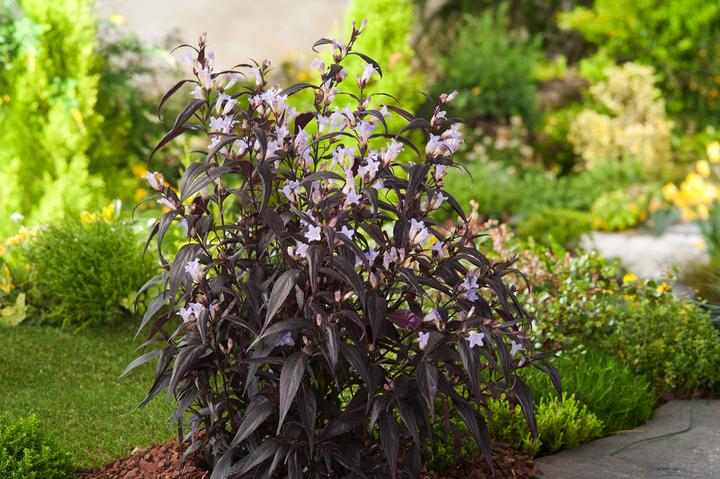 Produktbild Plant in a Box Strobilanthes anisophyllus ‘Brunetthy’ - 2er Set Goldfuchs (25 cm)