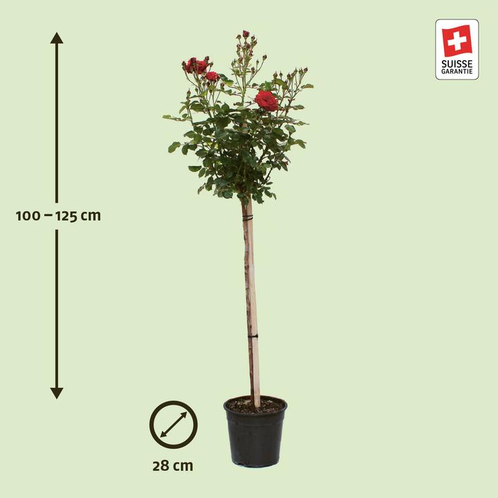 Image du produit Zulauf Floribundarose / Rosa 'Nina Weibull' (100 cm)