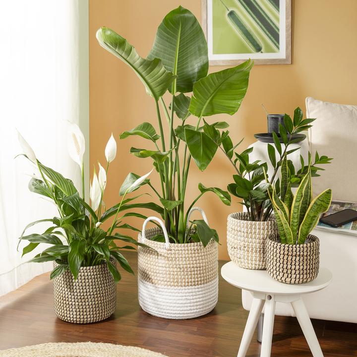 Immagine prodotto Scheurich Seagrass 27, cesto portavaso con manici in Seagrass Colore: Nature Wh (27 cm)