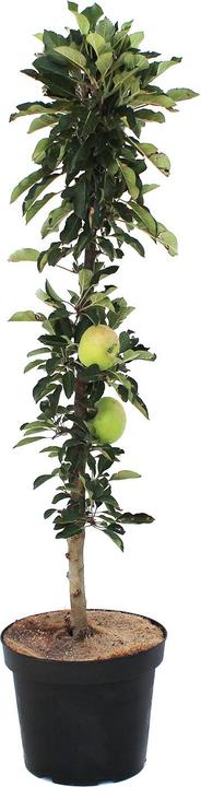 Image du produit Zulauf Säulen-Apfel / Malus (SÄU) Rumba (100 cm)