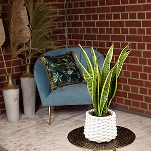 Produktbild Flowerbox 5er-Set Bogenhanf - Sansevieria trifasciata Laurentii (35 cm)