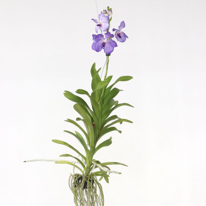 Plant in a Box Vanda New Blue - Orchid (55 cm)