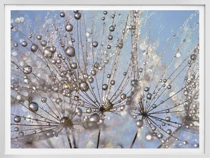 Image du produit Trenddeko Goutte d'eau dans le pissenlit (50 x 40 cm)