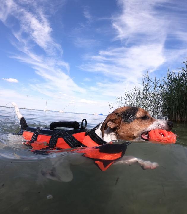 Produktbild Rukka Safety Life Vest (XS, Hundeweste)
