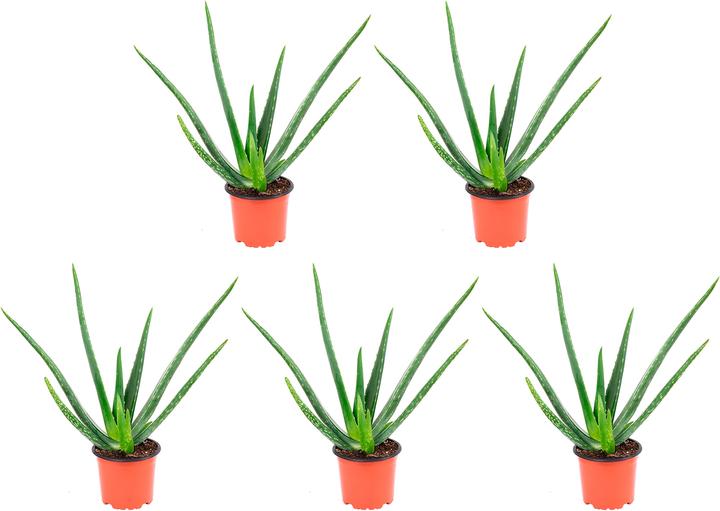 Produktbild Flowerbox 5er-Set Echte Aloe - Aloe vera (40 cm)