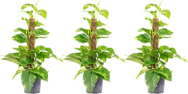 Image du produit Flowerbox Set de 3 lépreux sur tige de mousse - Epipremnum aureum (50 cm)