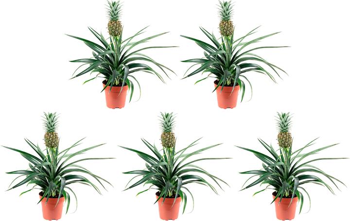Produktbild Flowerbox 5er-Set Ananas (mit Frucht) - Ananas Corona (45 cm)
