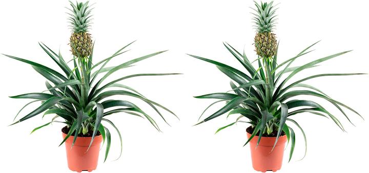 Produktbild Flowerbox 2er-Set Ananas (mit Frucht) - Ananas Corona (45 cm)