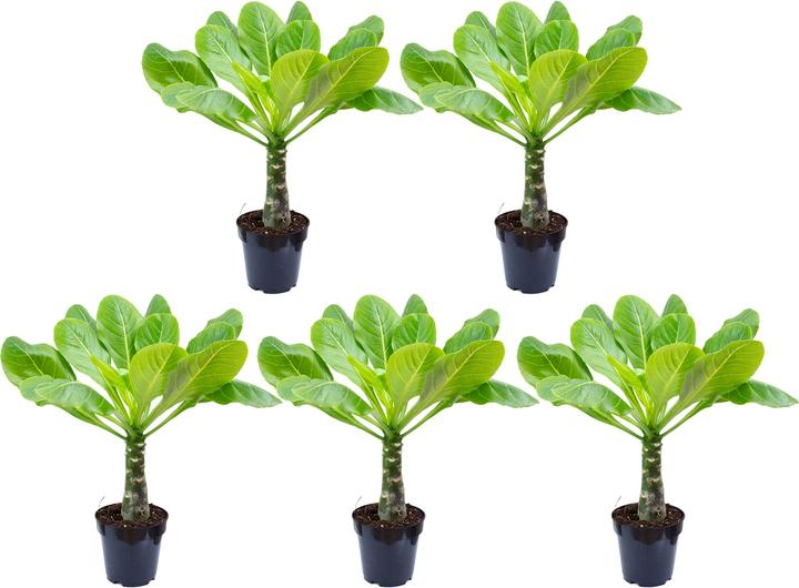 Actual product image Flowerbox Set of 5 Hawaiian Palm - Brighamia (40 cm)