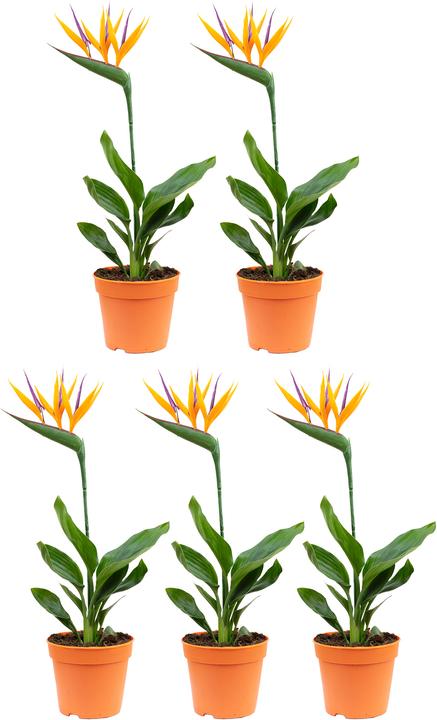 Produktbild Flowerbox 5er-Set Paradiesvogelblume mit Kunstblüte - Strelitzia Reginae (40 cm)