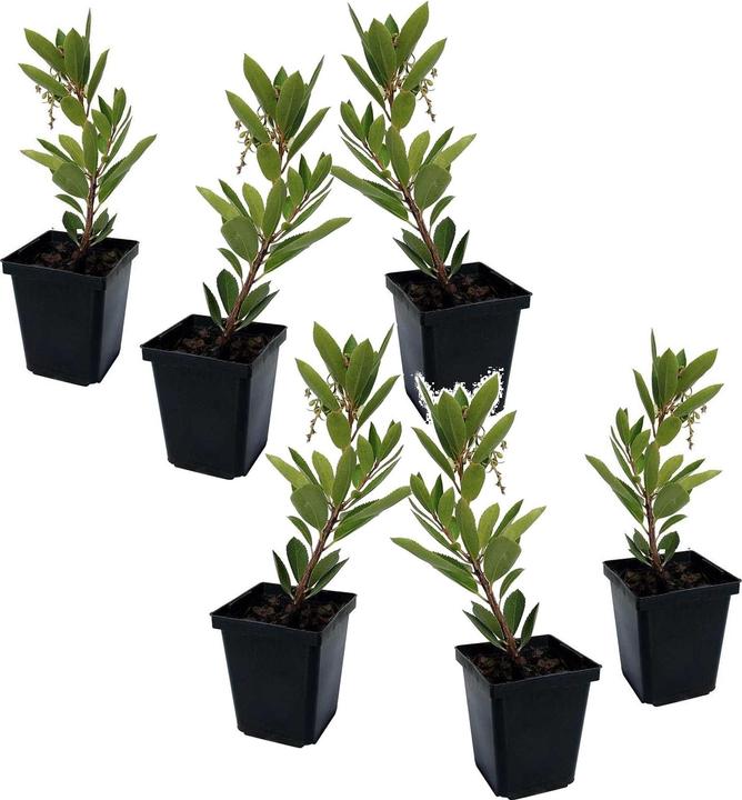 Actual product image Plant in a Box Arbutus Unedo - set of 6 strawberry trees (25 cm)