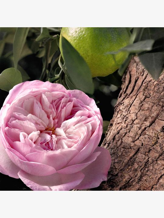 Produktbild Chloé Signature Rose Naturelle Intense refillable (Eau de Parfum, 150 ml)