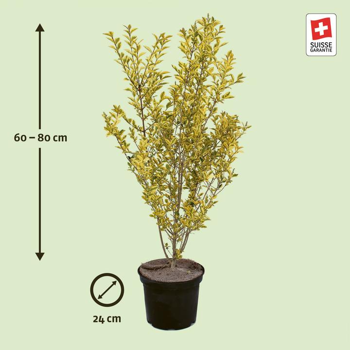 Produktbild Zulauf Ovalblättriger Liguster / Ligustrum ovalifolium 'Aureum' (80 cm)