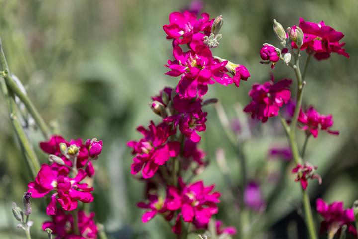 Produktbild Zollinger Bio Levkoje, Bunte Mischung (einjährig) (Blumenzwiebel)