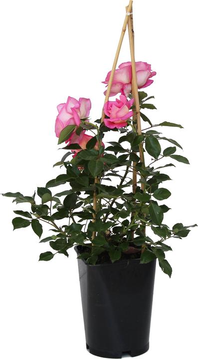 Produktbild Zulauf Renaissance-Rose / Rosa (REN) 'Ghita'® (40 cm)