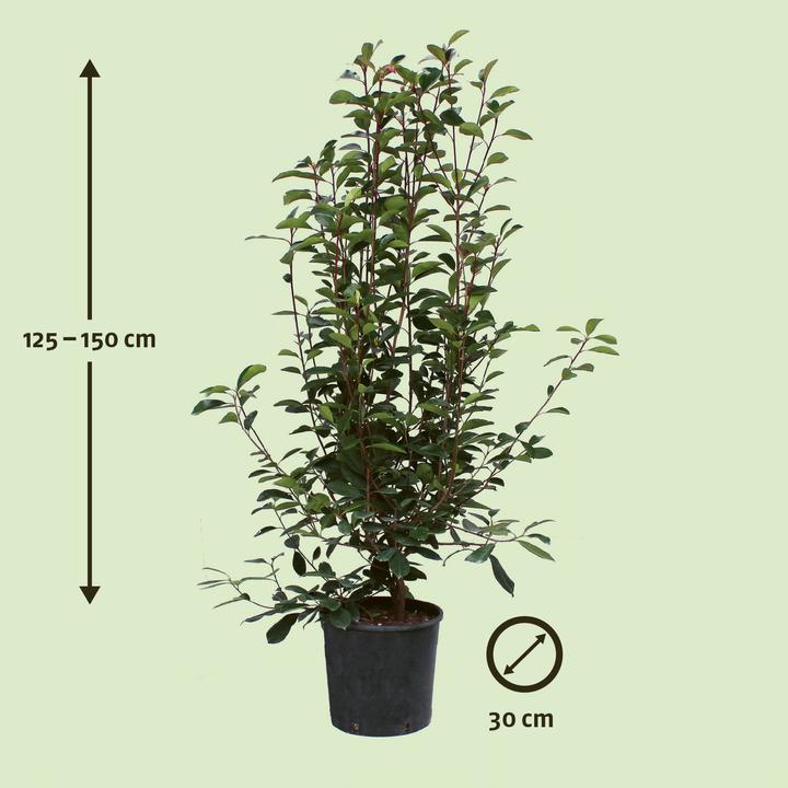 Produktbild Zulauf Glanzmispel / Photinia f. 'Red Robin' (150 cm)