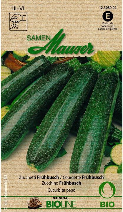 Germogli di zucchine biologiche Cespuglio precoce (Semi di verdura)