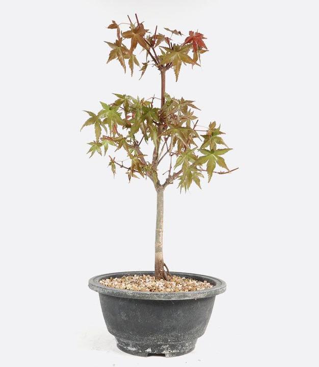 Immagine prodotto Bonsai.ch Acer deshojo Acero a ventaglio rosso-verde cm (35 cm, Amichevole per gli animali)