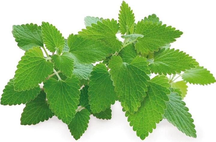 Actual product image Click and Grow Catnip (Herb seeds)
