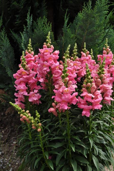 Image du produit Säntispracht Le gueules-de-loup qui aime les abeilles - Antirrhinum majus 'Sonnet Pink (60 cm)