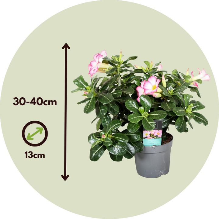 Immagine prodotto Plant in a Box Adenium Obesum 'Pink Star' - Rosa del deserto (30 cm)