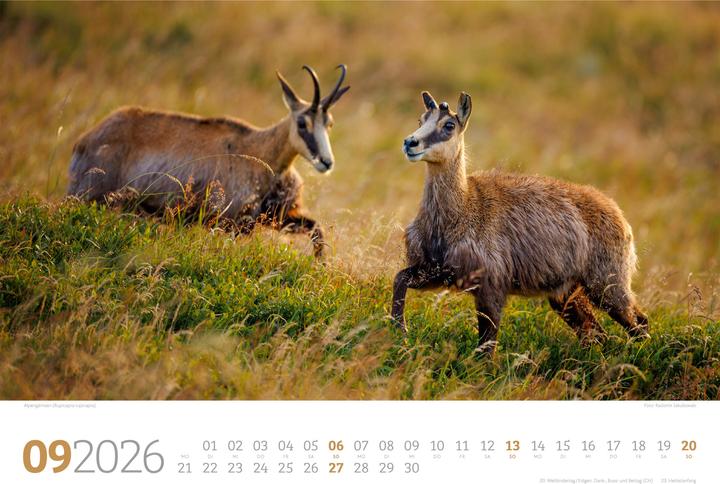 Immagine prodotto Tierwelt Wald Kalender 2026 (45 x 33 cm, Copertina rigida, Tedesco)