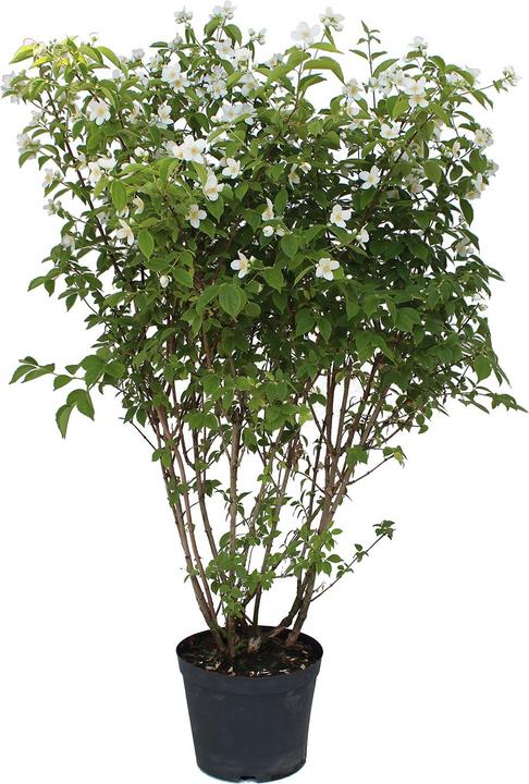 Produktbild Zulauf Pfeifenstrauch / Philadelphus coronarius (100 cm)