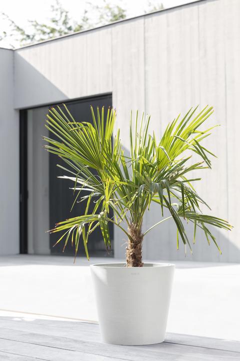 Immagine prodotto Ecopots Amsterdam (20 cm)