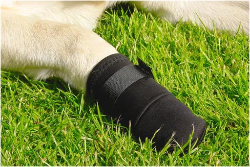 Actual product image Beeztees Bz Paw Protection Black 2-Pack (Dog)
