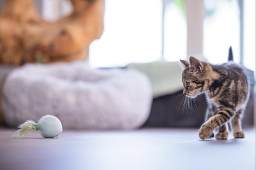 Actual product image Beeztees Kitten Cat Toy Ball+Spring Rizo