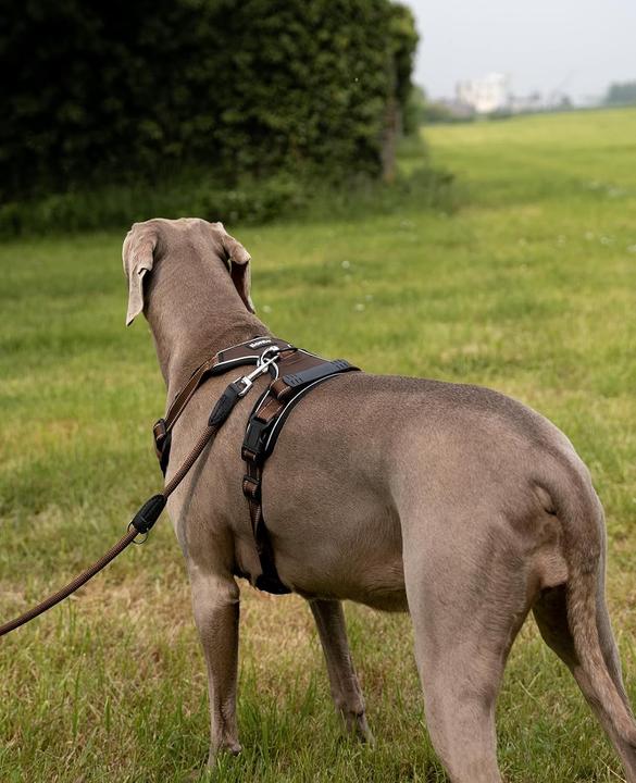 Actual product image Ionto Gepolstertes Hundegeschirr (L, Dog)
