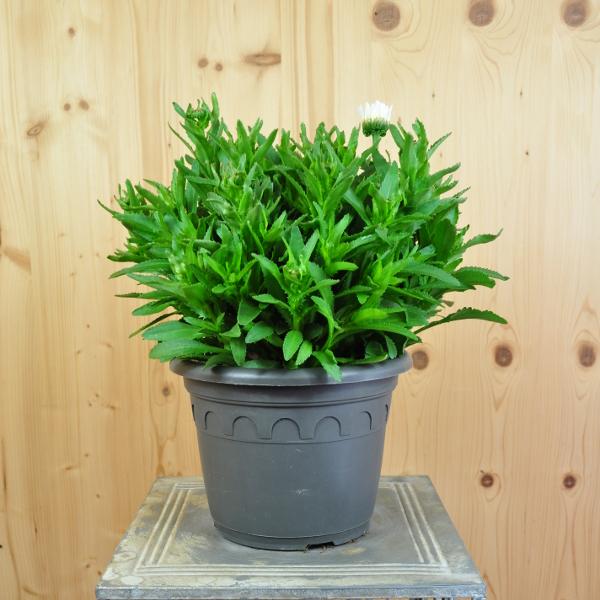 Produktbild Säntispracht Wiesen-Margerite - Leucanthemum maximum 'Lagrande' (80 cm)