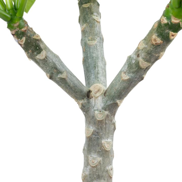 Produktbild Flowerbox Westindische Frangipani - Plumeria alba