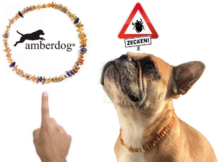 Image du produit Amberdog Collier d'ambre avec améthyste (Chien)