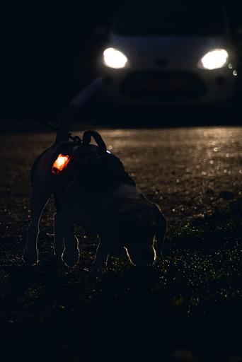 Immagine prodotto Beeztees Imbracatura di sicurezza a Y (Cane, Generale)